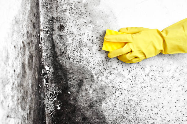 Best Fast Mold Removal  in Grenelefe, FL