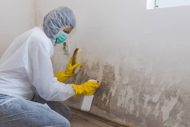 Mold Removal and Inspection in Grenelefe, FL