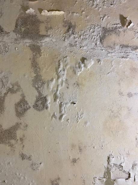 Best Black Mold Removal  in Grenelefe, FL