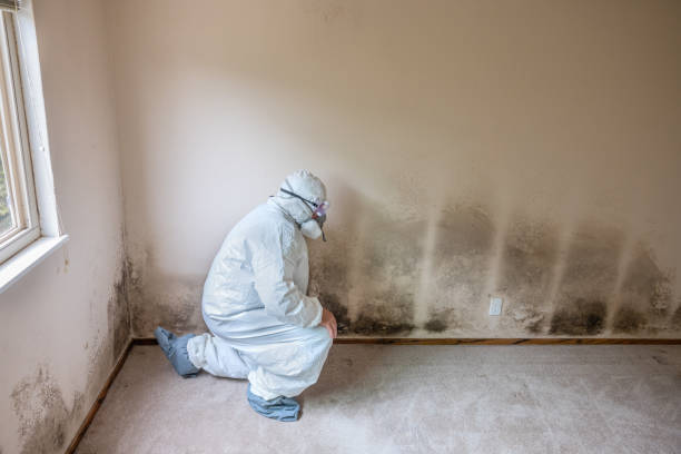 Best Commercial Mold Removal  in Grenelefe, FL