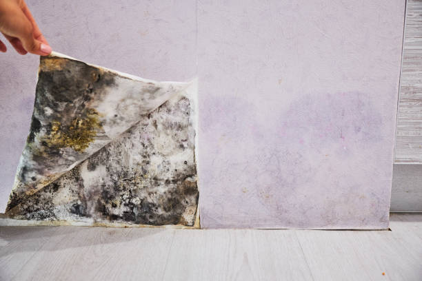 Best Mold Damage Repair  in Grenelefe, FL